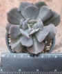 Ешеверия (Echeveria cubic frost)