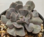 Ешеверия (Echeveria cubic frost)