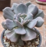Ешеверия (Echeveria cubic frost)