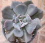 Ешеверия (Echeveria cubic frost)