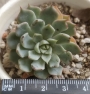 Ешеверия (Echeveria cuspidata var. zaragozae)