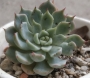 Ешеверия (Echeveria cuspidata var. zaragozae)