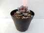 Ешеверия (Echeveria cv. German Champagne, エケベリア ドイツシャンペン)