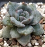 Ешеверия (Echeveria cv. German Champagne, エケベリア ドイツシャンペン)