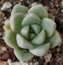 Ешеверия (Echeveria Elegans)