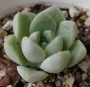 Ешеверия (Echeveria Elegans)
