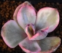 Ешеверия (Echeveria Golden State variegated, 金州锦)