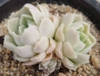 Ешеверия (Echeveria hughmillus)
