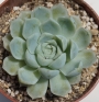 Ешеверия (Echeveria hughmillus)