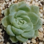 Ешеверия (Echeveria hughmillus)