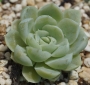 Ешеверия (Echeveria hughmillus)