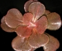 ешеверия echeveria
