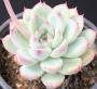 Ешеверия (ECHEVERIA ILEENE)