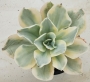 Ешеверия (Echeveria Japan moon river variegata)