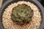 Ешеверия (Echeveria Joan Daniel)
