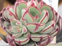Ешеверия (Echeveria Joan Daniel)