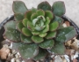 Ешеверия (Echeveria Joan Daniel)