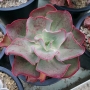 Ешеверия (Echeveria Kissing)