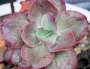 Ешеверия (Echeveria Kissing)