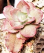 Ешеверия (Echeveria Kissing)