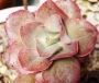 Ешеверия (Echeveria Kissing)