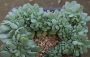 Ешеверия (Echeveria Lemon and Lime cristata, 레몬앤라임철화)