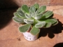 Ешеверия (Echeveria setosa, Echeveria harmsi, Echeveria cv. Doris Taylor)
