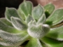 Ешеверия (Echeveria setosa, Echeveria harmsi, Echeveria cv. Doris Taylor)