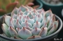 Ешеверия (Echeveria lindsayana)