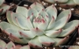 Ешеверия (Echeveria lindsayana)