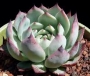 Ешеверия (Echeveria lindsayana)