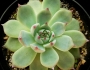 Ешеверия (Echeveria lindsayana)