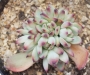 Ешеверия (Echeveria lindsayana)