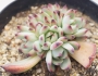 Ешеверия (Echeveria lindsayana)