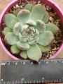 Ешеверия (Echeveria lindsayana)