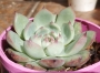 Ешеверия (Echeveria lindsayana)