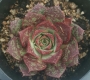Ешеверия (Echeveria longissima)