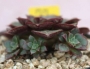 Ешеверия (Echeveria longissima)