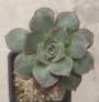 Ешеверия (Echeveria longissima)