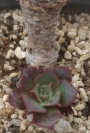 Ешеверия (Echeveria longissima)