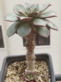Ешеверия (Echeveria longissima)