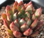 Ешеверия (Echeveria Love fire)