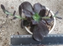 Ешеверия (Echeveria Metallica Purple Pflanze)