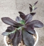 Ешеверия (Echeveria Metallica Purple Pflanze)
