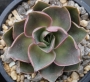 Ешеверия (Echeveria minigosaung)