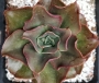 Ешеверия (Echeveria minigosaung)