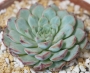 Ешеверия (Echeveria minima)