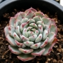 Ешеверия (Echeveria minima)