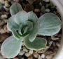 Ешеверия (Echeveria Mocha variegata)
