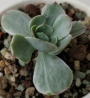 Ешеверия (Echeveria Mocha variegata)